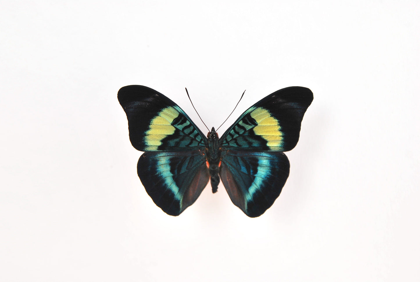 Framed Panacea prola butterfly