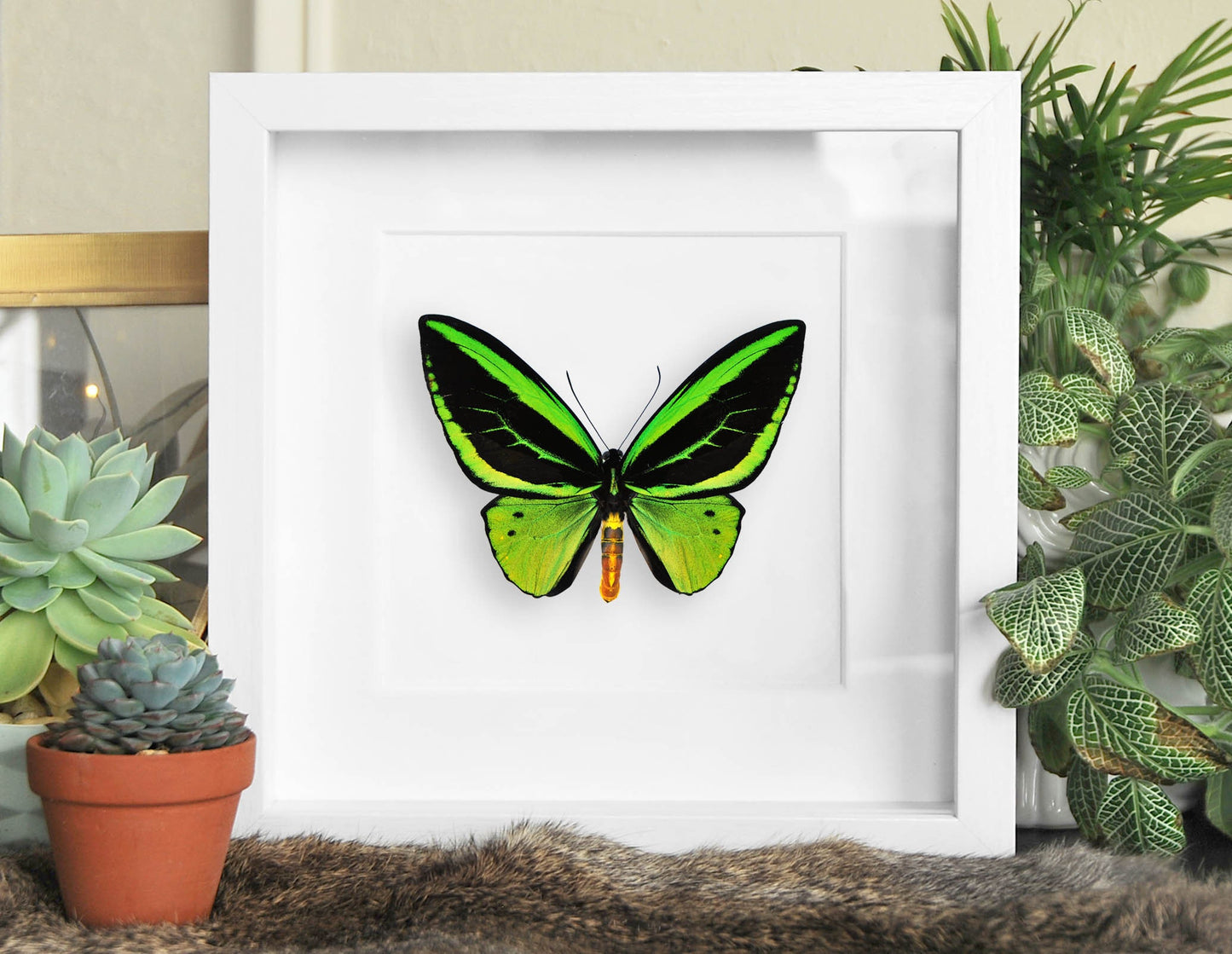 Framed O priamus poseidon birdwing butterfly taxidermy