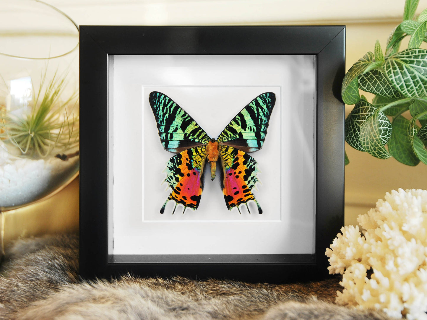 Framed Sunset Moth