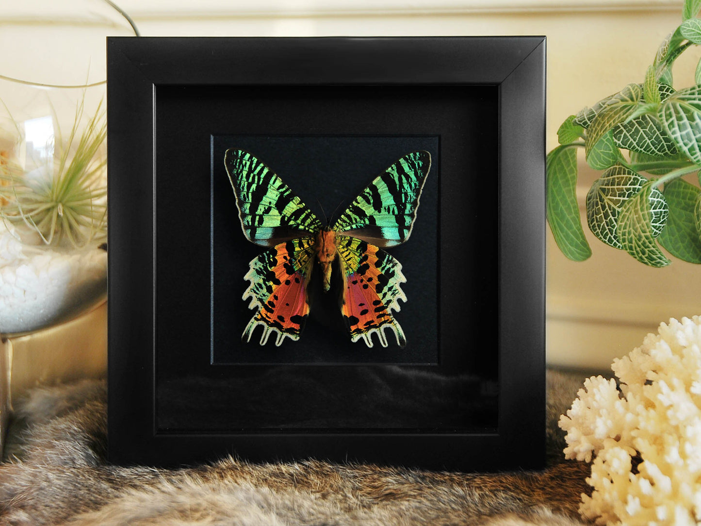 Urania ripheus sunset moth framed art