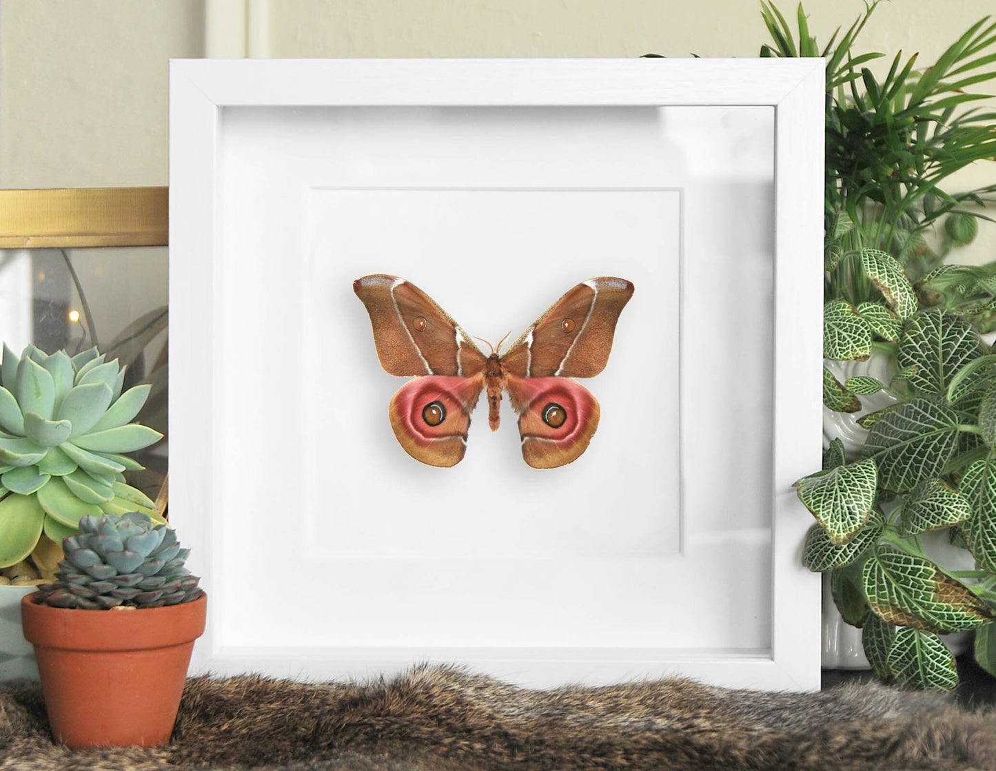 Mounted moth art-Antherina suraka moth