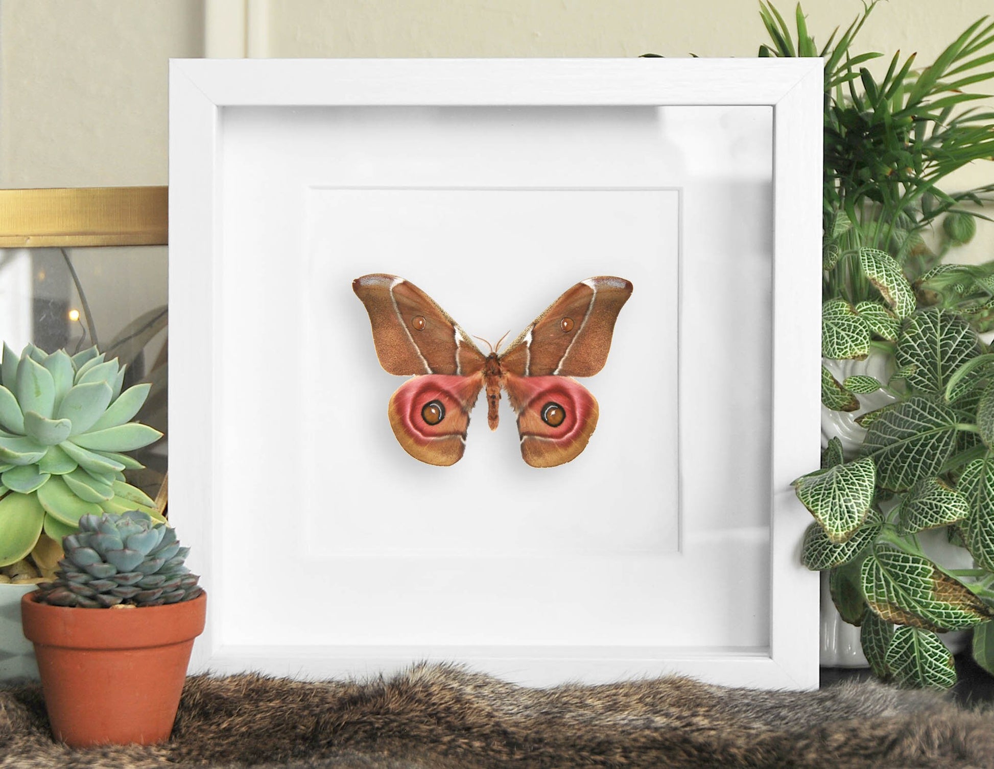 Mounted moth art-Antherina suraka moth