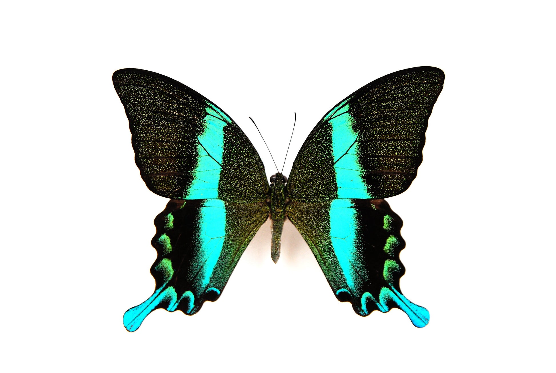 Papilio blumei butterfly wall art