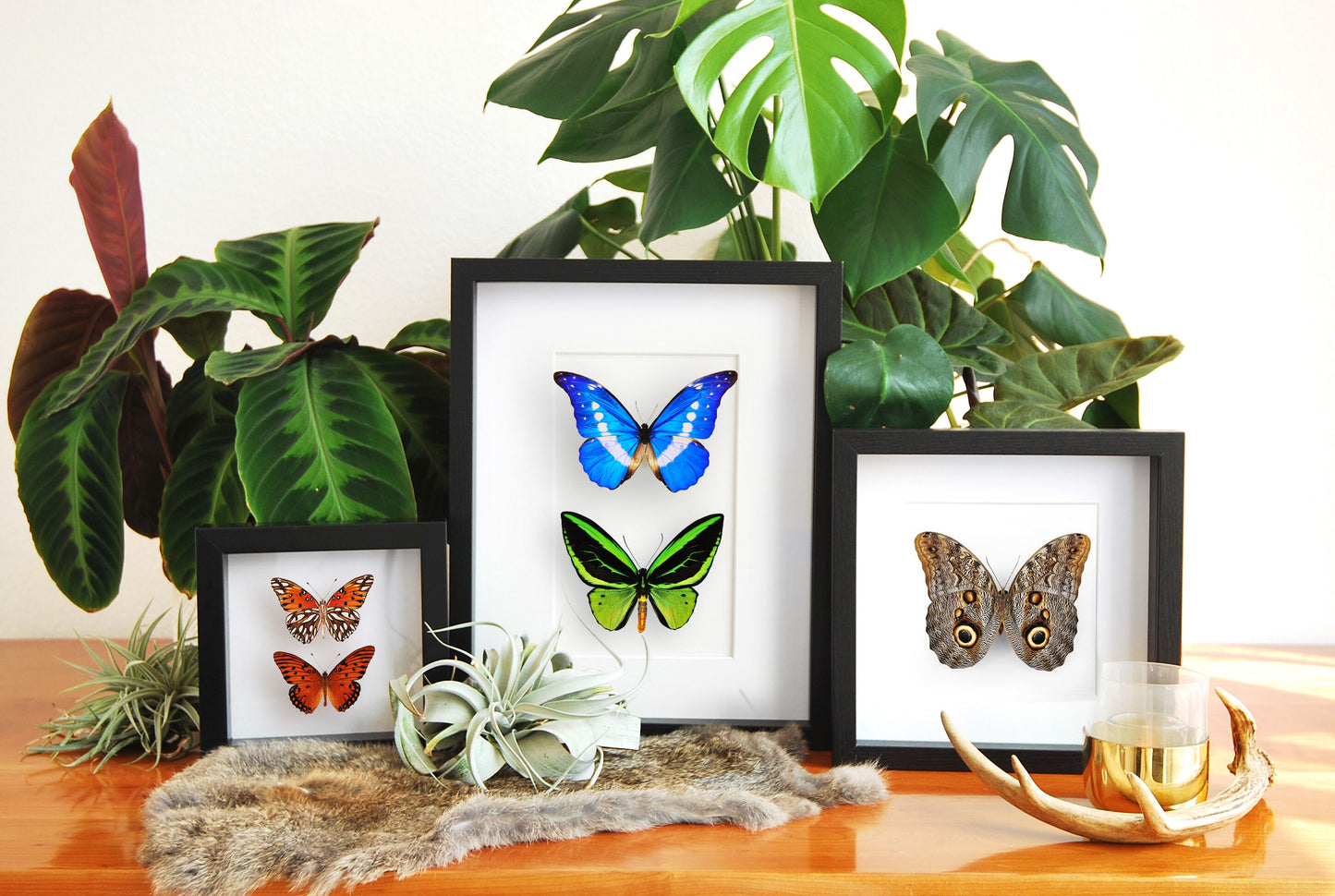 Mounted Agraulis vanillae nigrior butterfly
