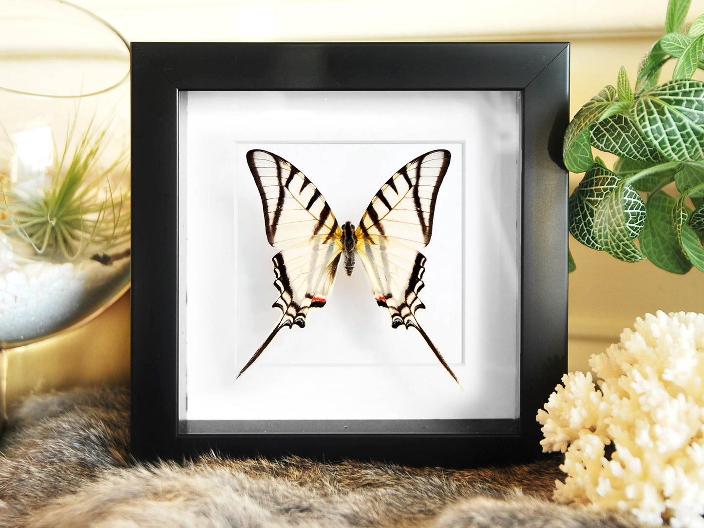 Framed Eurytides protesilaus white kite butterfly insect art