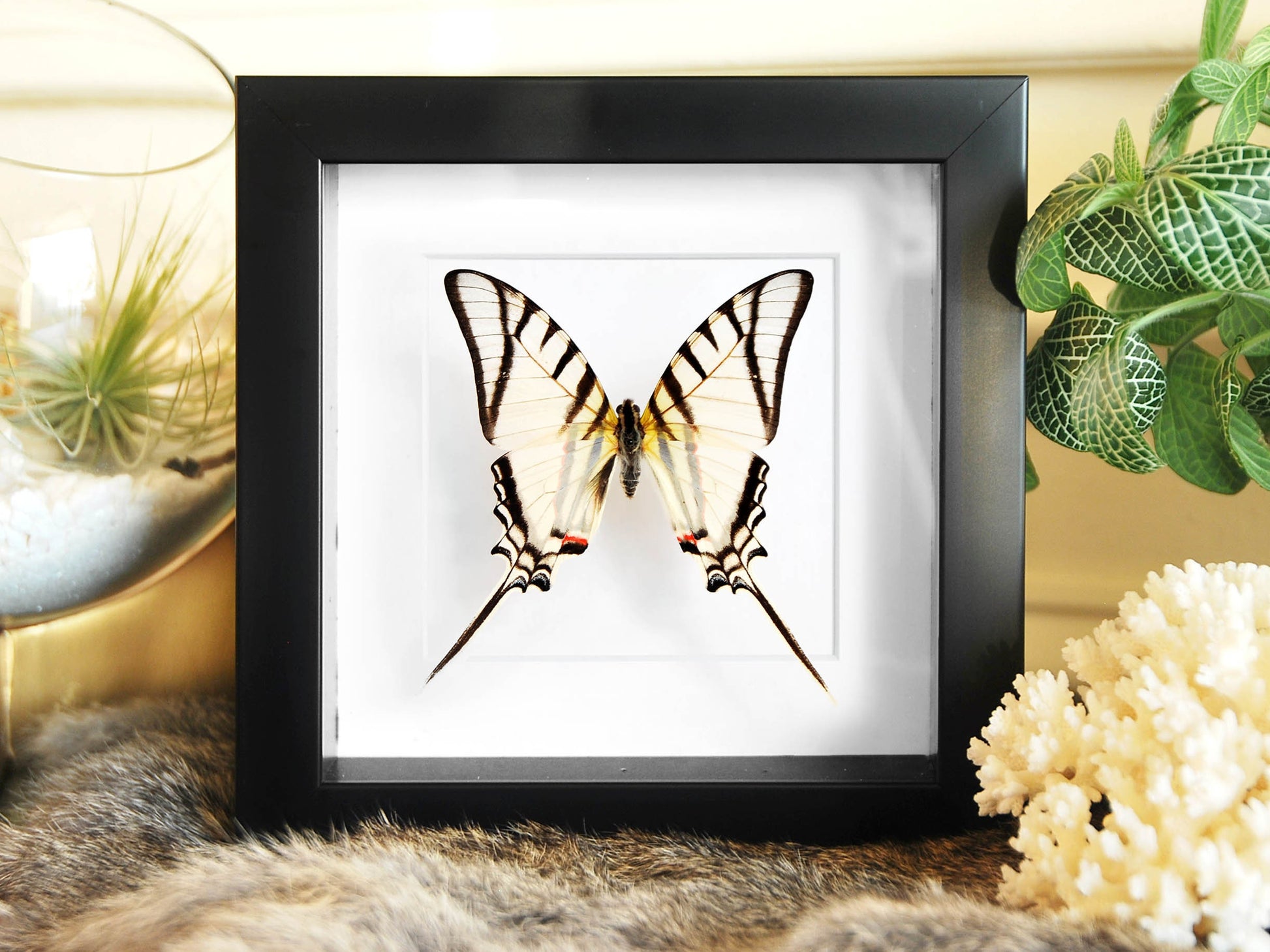 Framed Eurytides protesilaus white kite butterfly insect art