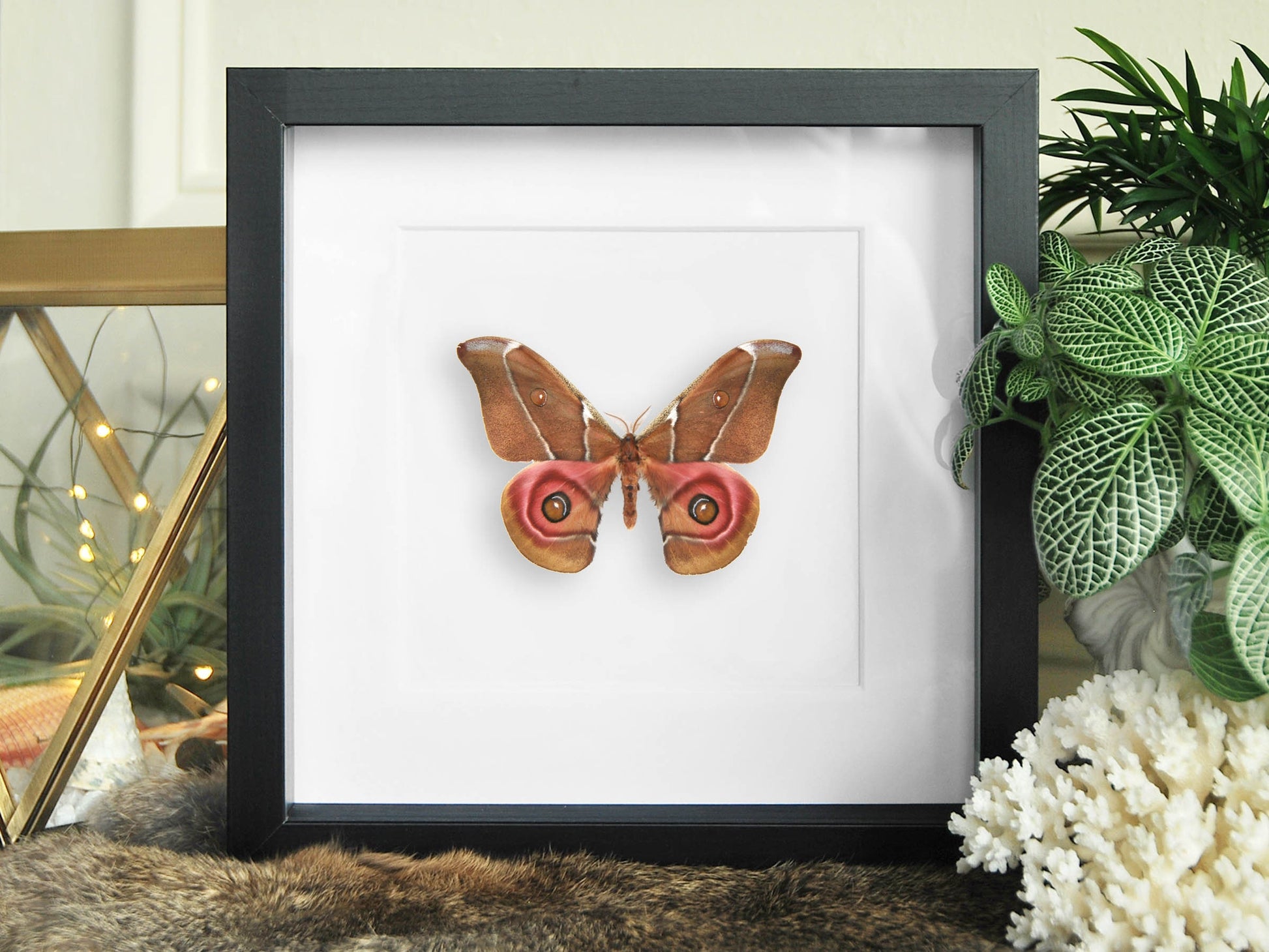 Framed moth art-Antherina suraka moth