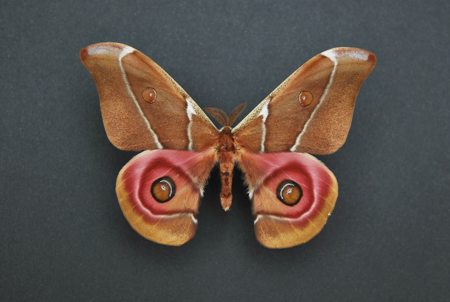 Framed Antherina suraka bullseye pink moth