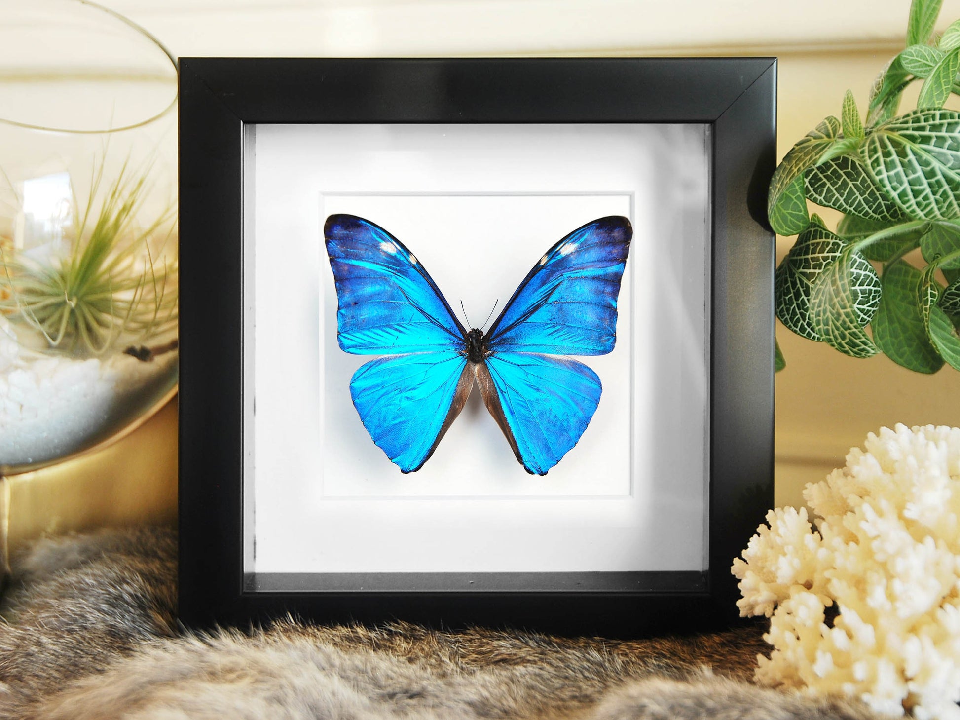 Framed blue morpho adonis butterfly wall decor