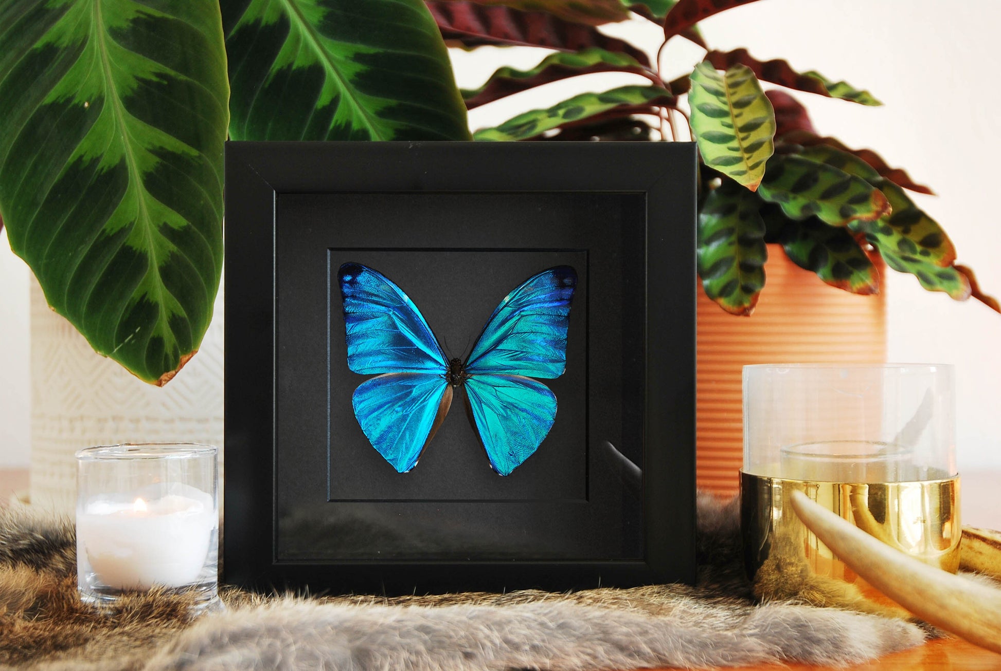 blue morpho adonis butterfly framed art