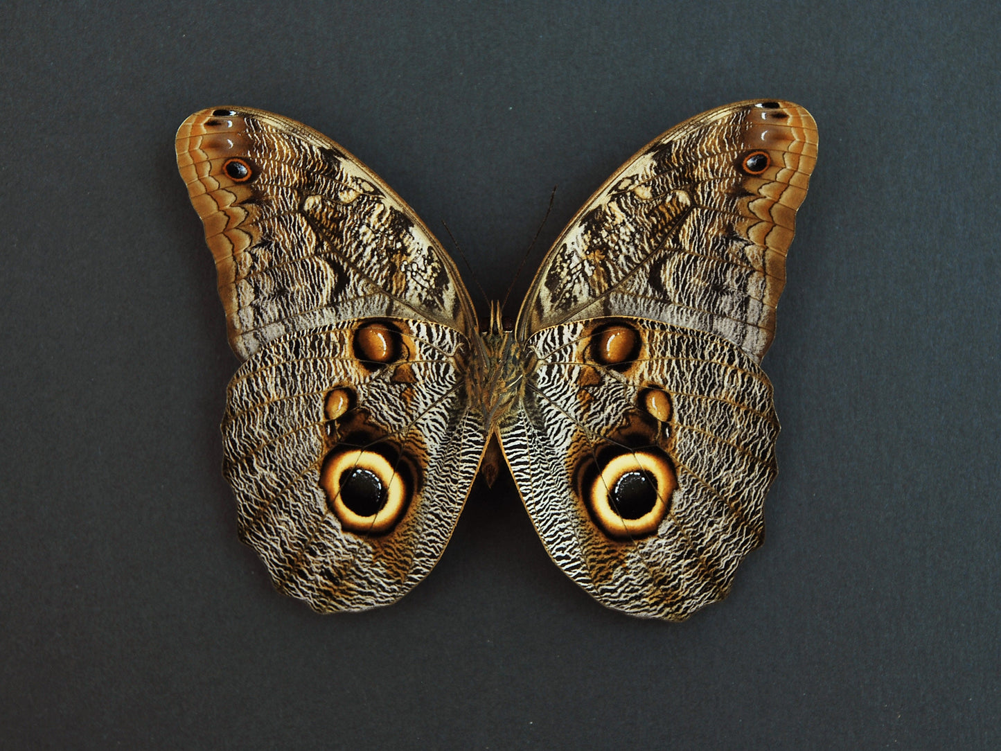 Owl face butterfly