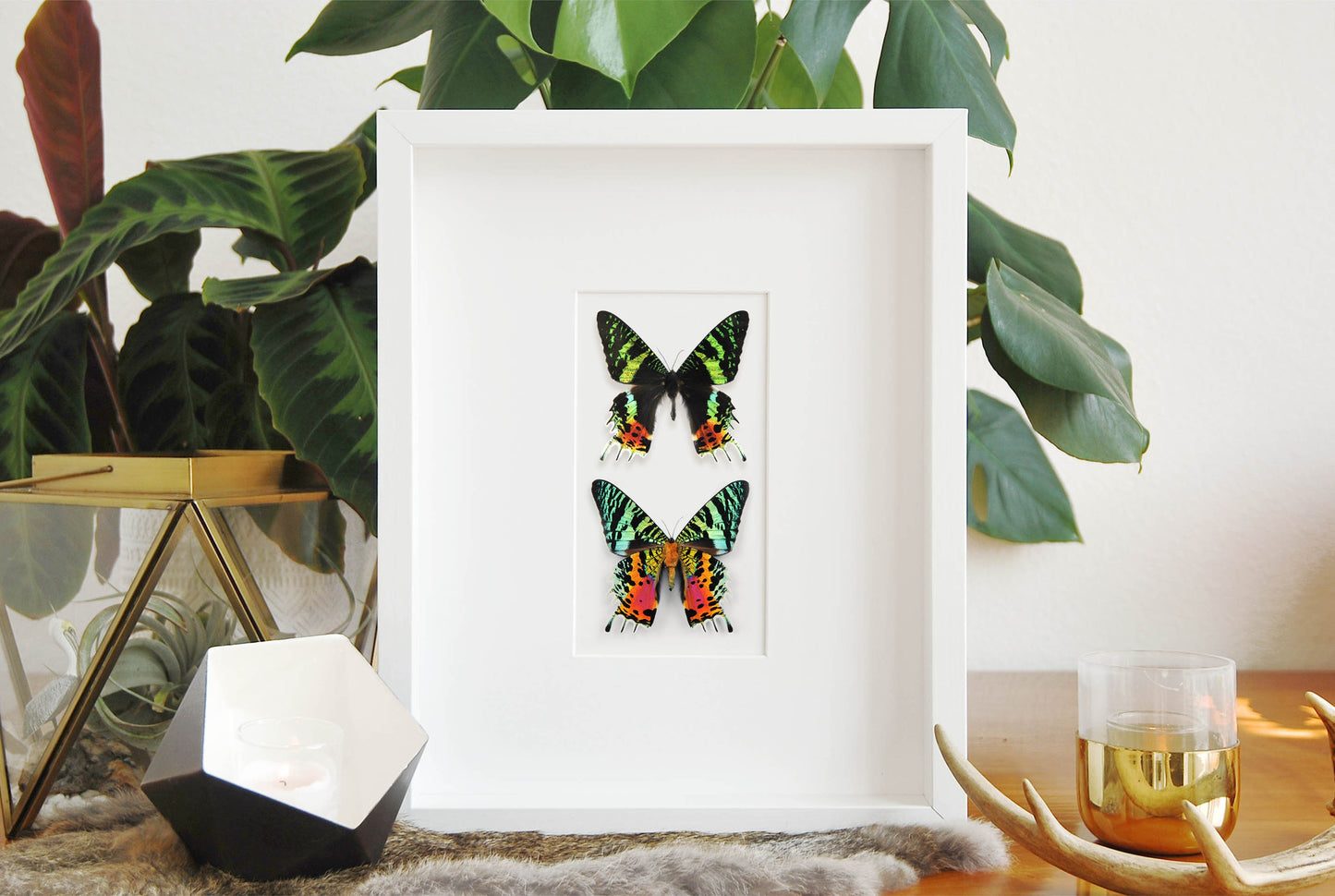 Frame Urania ripheus sunset moth wall art