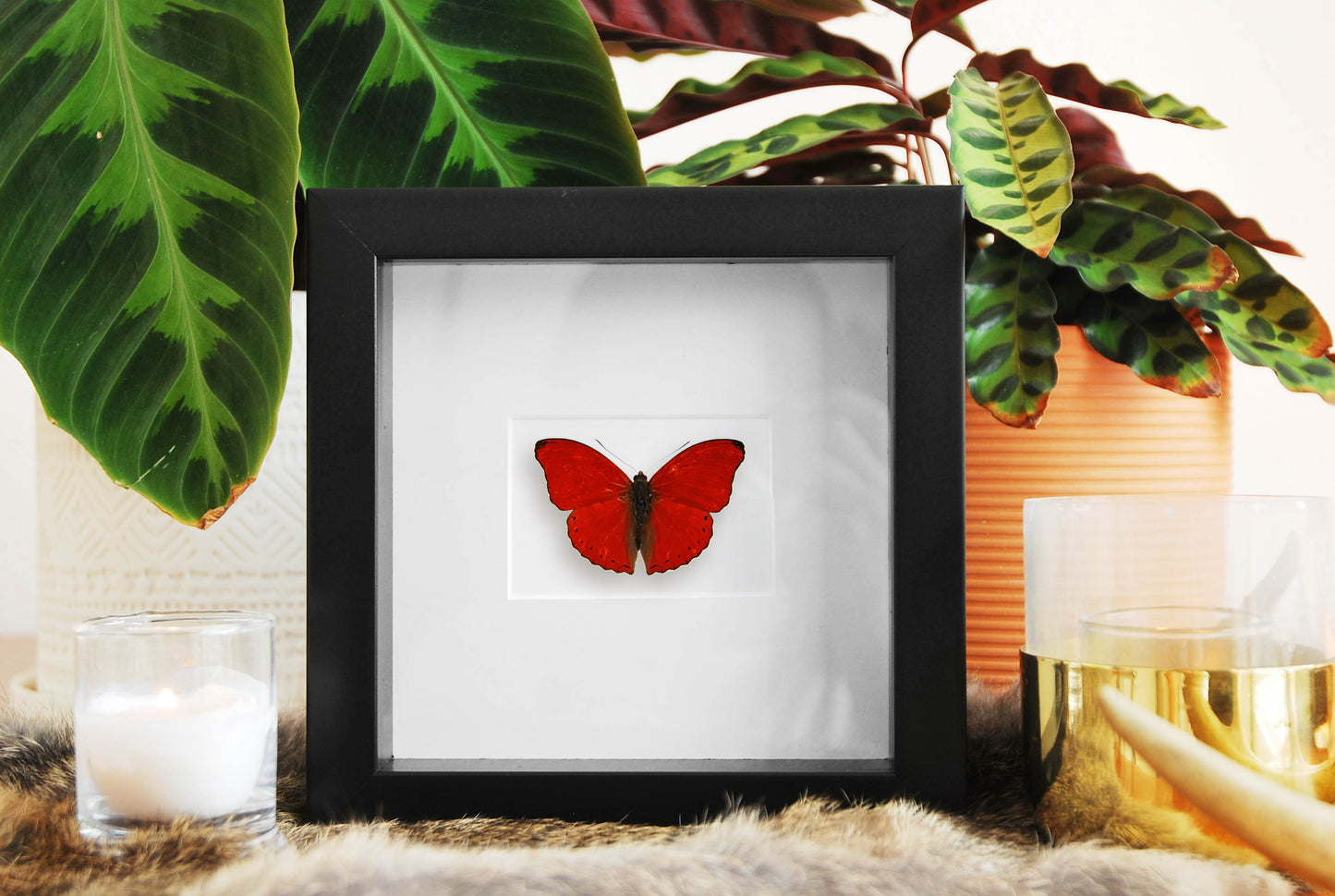 Heart butterfly - Blood red glider butterfly
