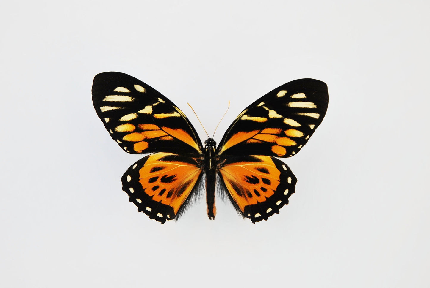 Papilio zagreus butterfly