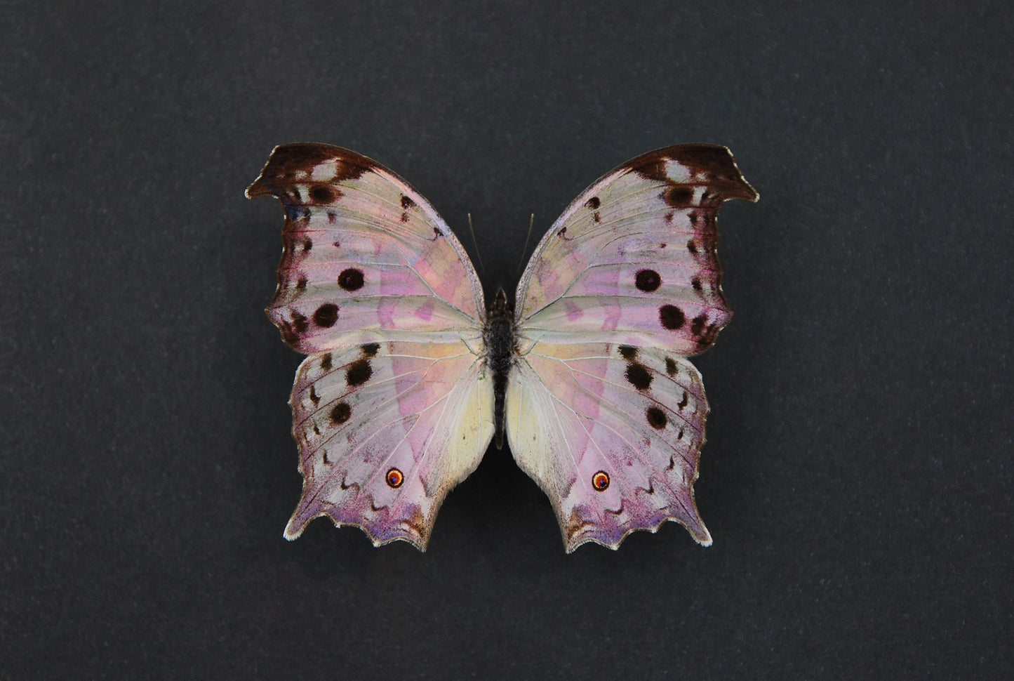 Salamis parhassus mother of peal butterfly art