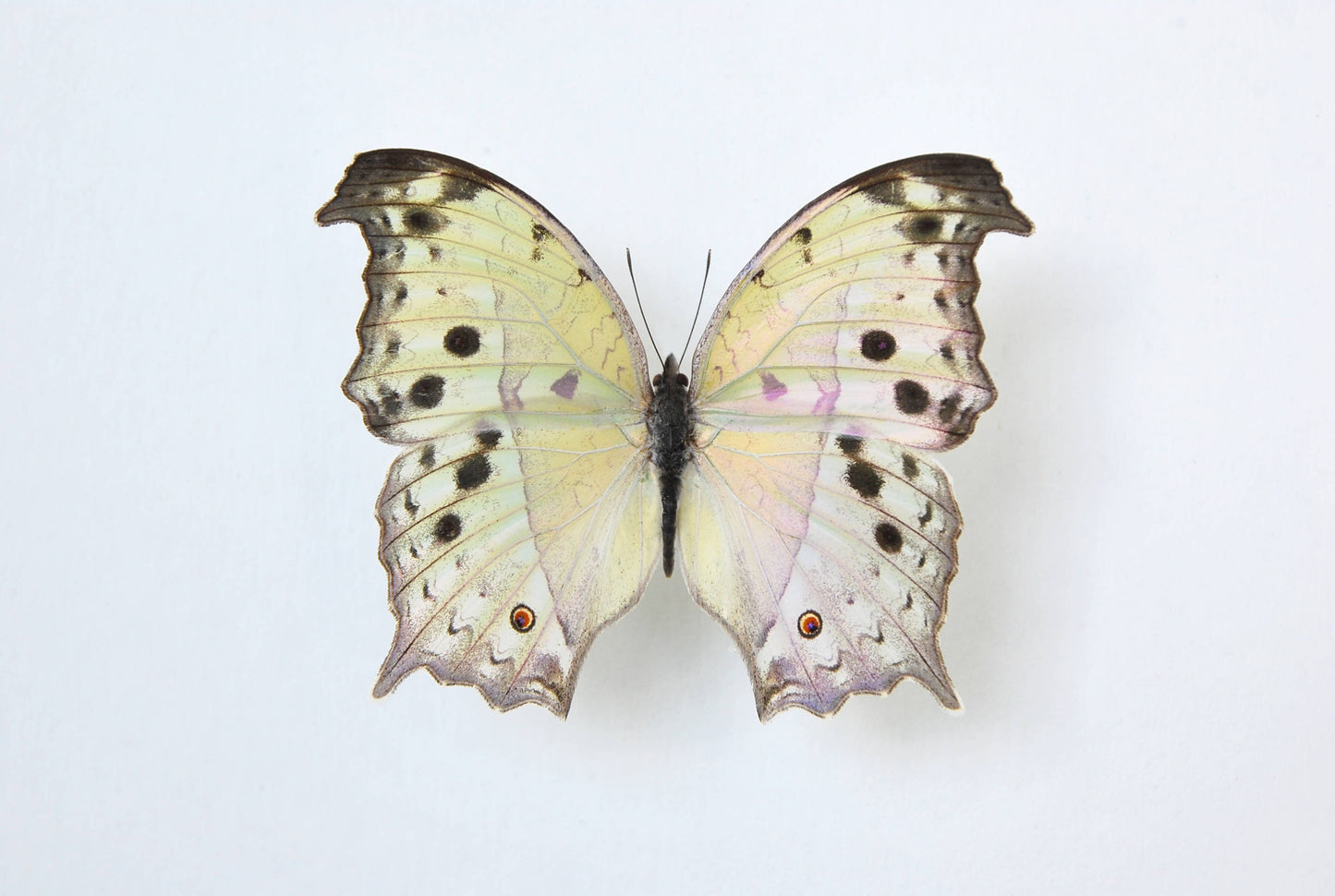 Salamis parhassus mother of peal butterfly wall art