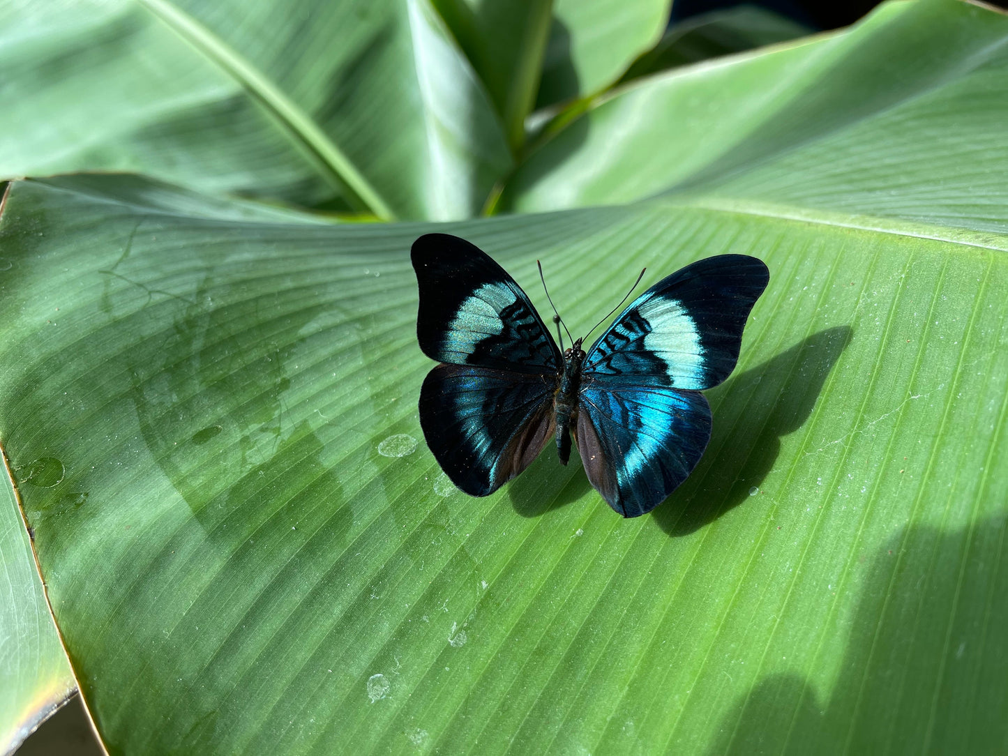Framed Panacea prola butterfly