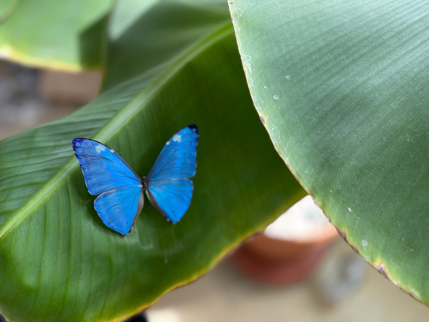 blue morpho adonis butterfly