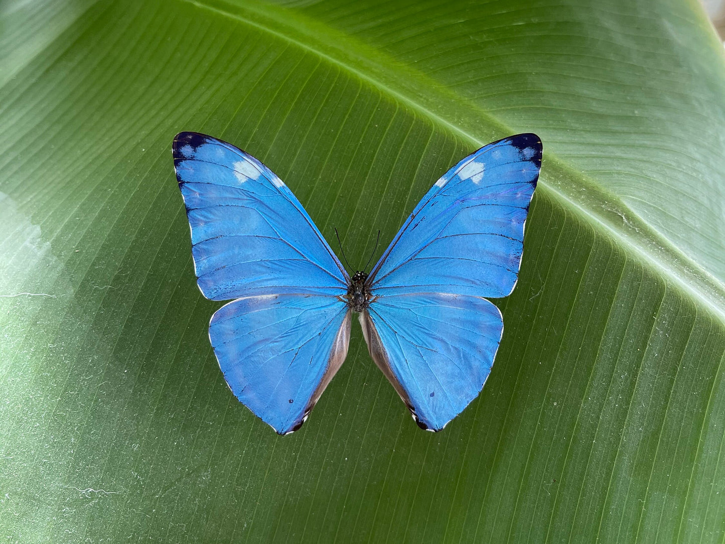 real blue morpho adonis butterfly art