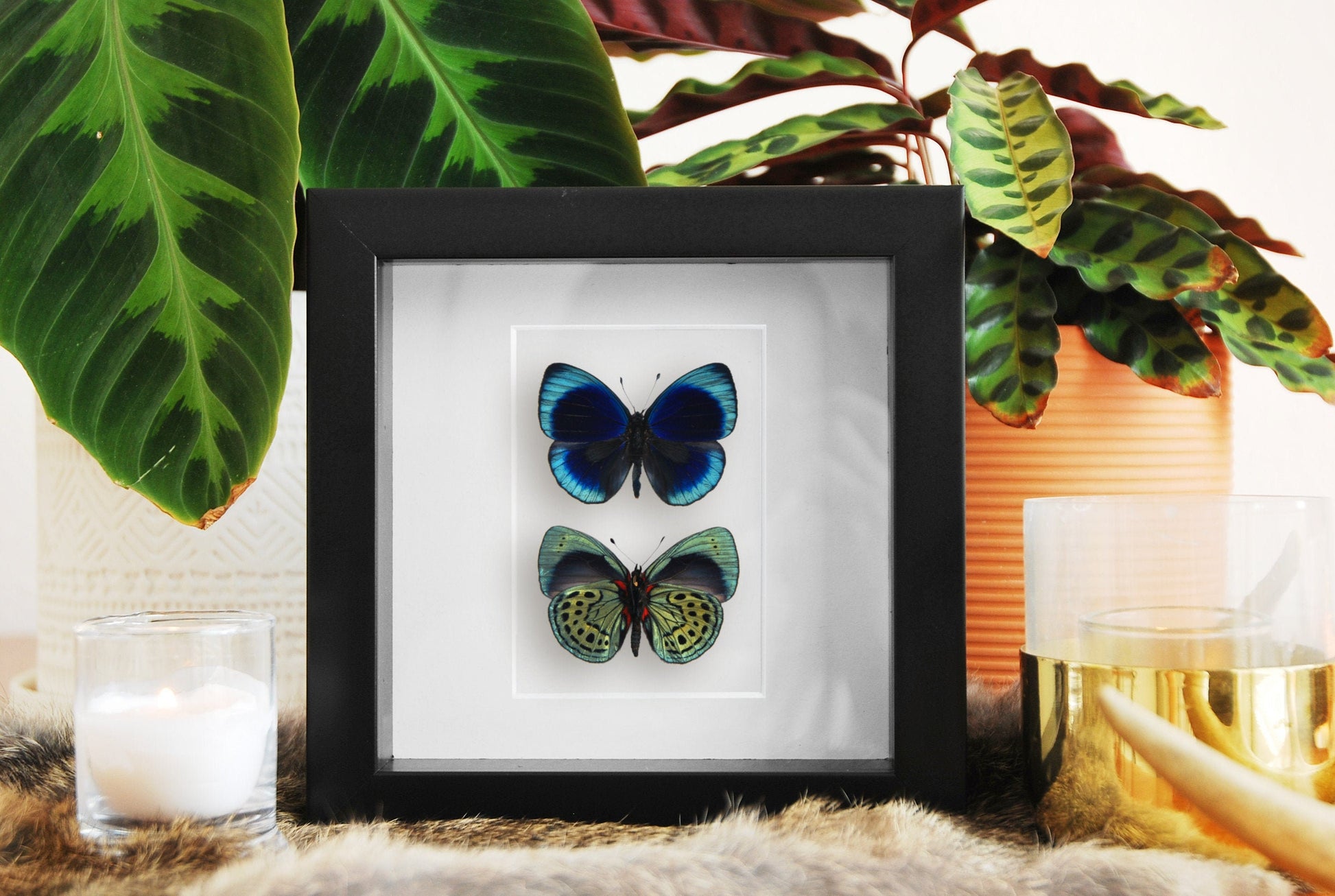 framed butterfly art-Asterope leprieuri