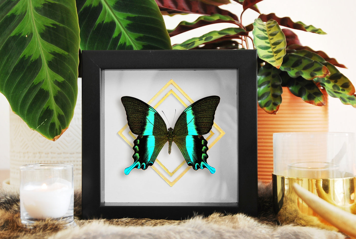 Papilio blumei butterfly wall art with golden accent