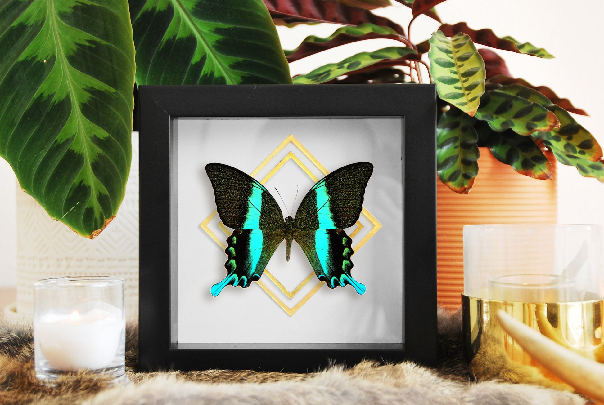 Papilio blumei butterfly wall art with golden accent