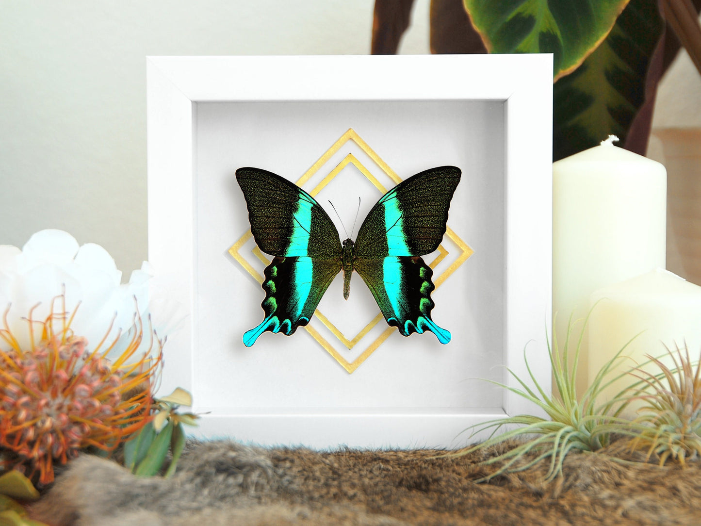 Framed Papilio blumei butterfly wall art