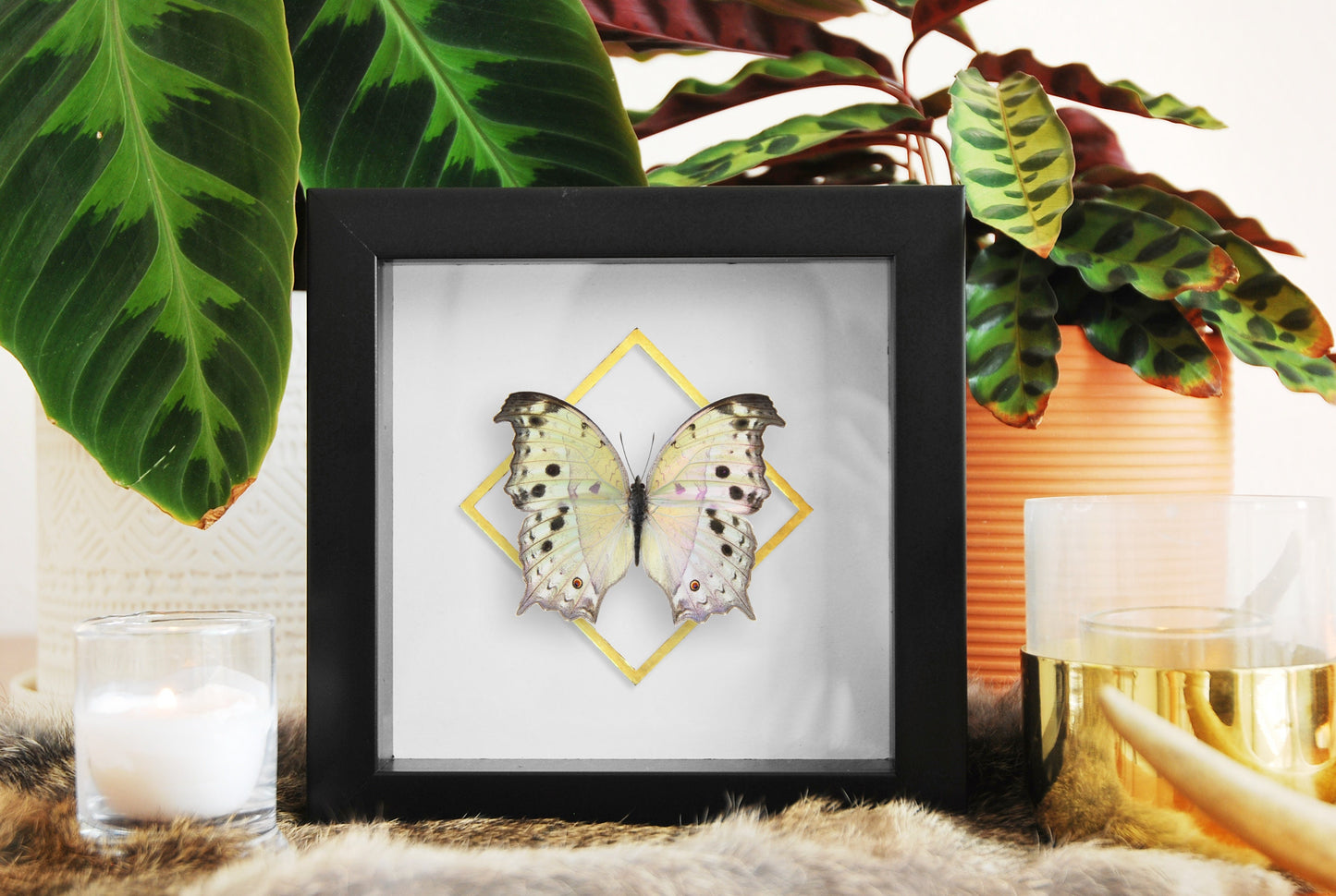 Deluxe Mother of pearl framed butterfly