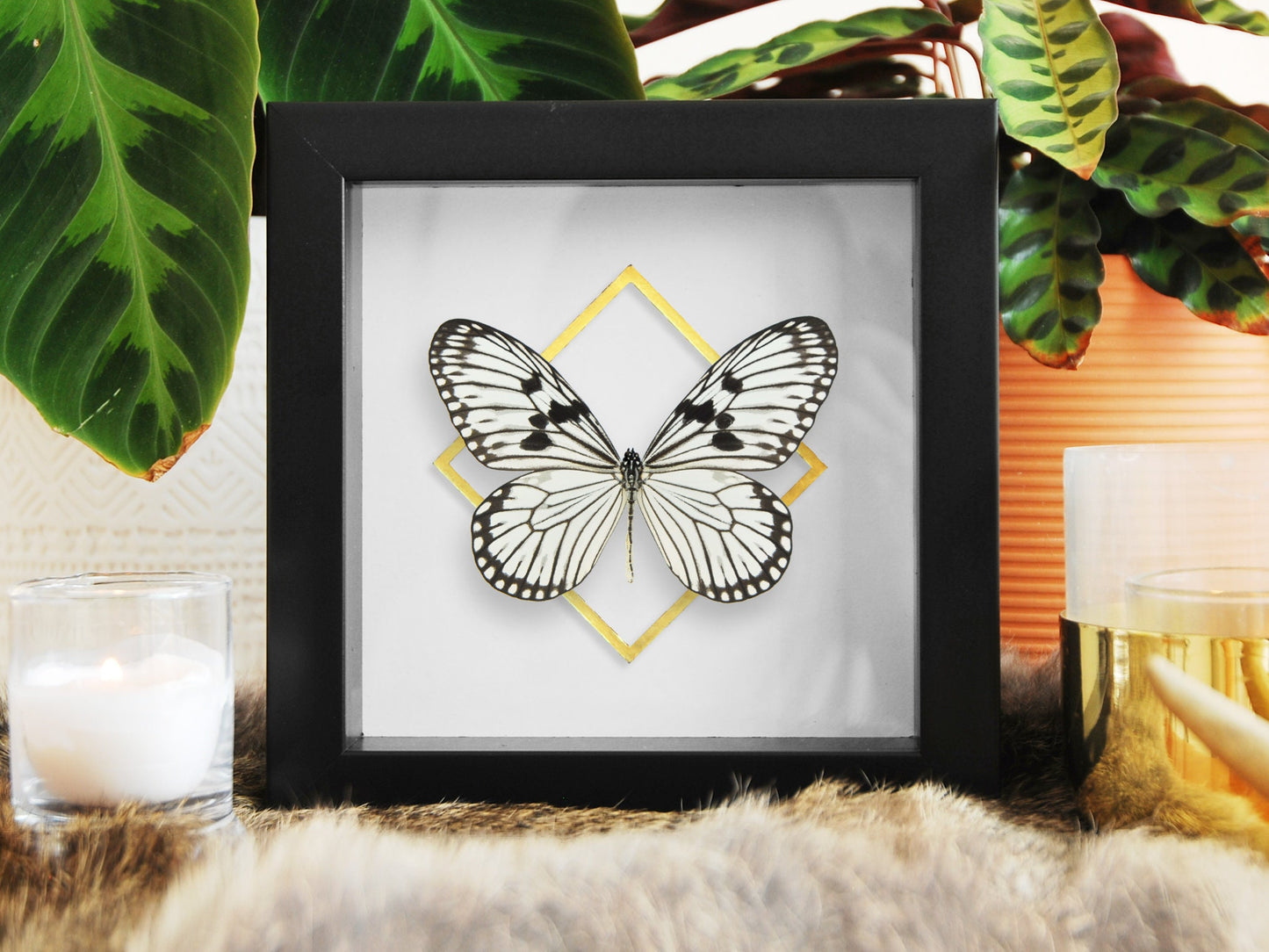 Deluxe framed Idea durvillei butterfly with golden line accent