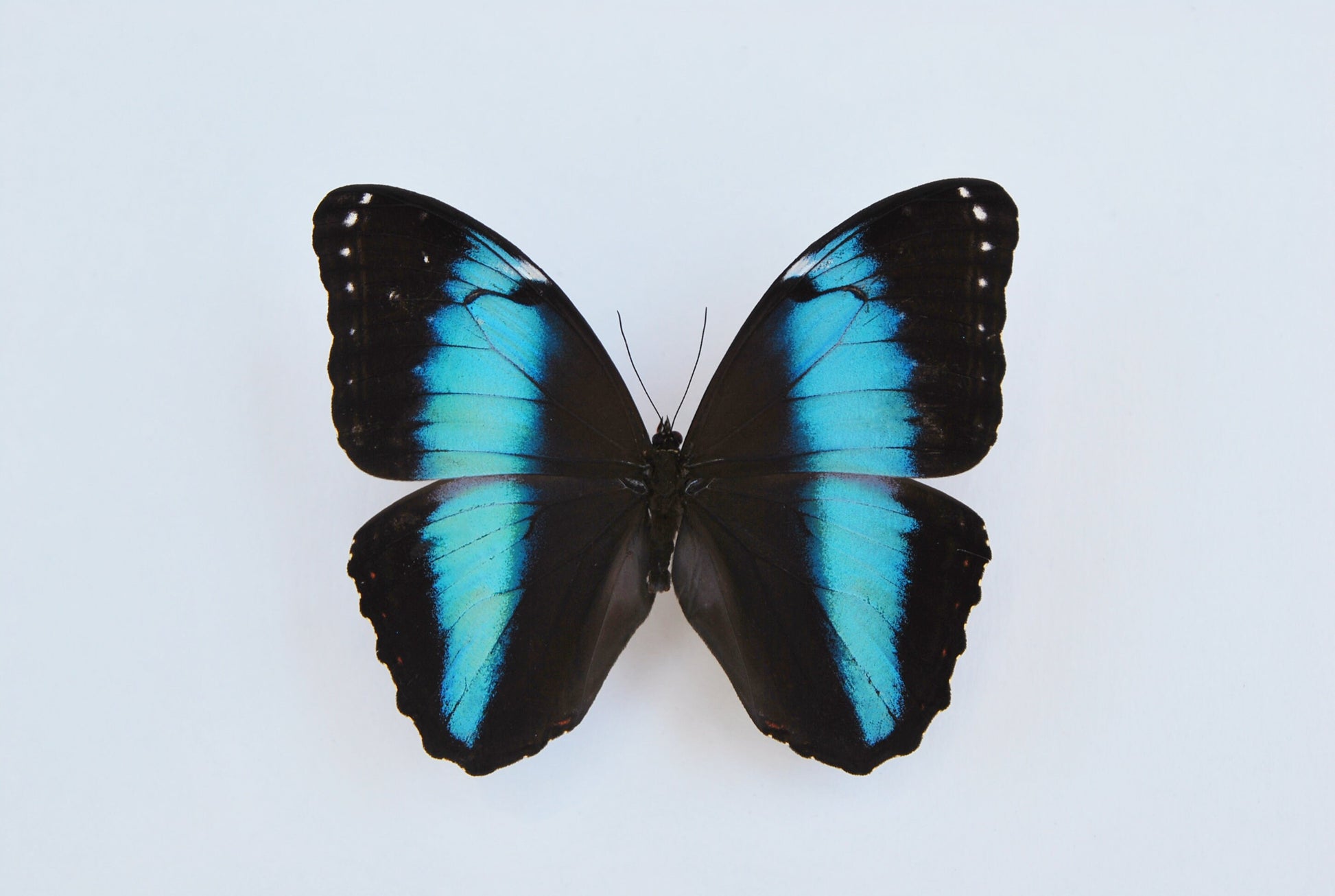 Morpho achilles butterfly art