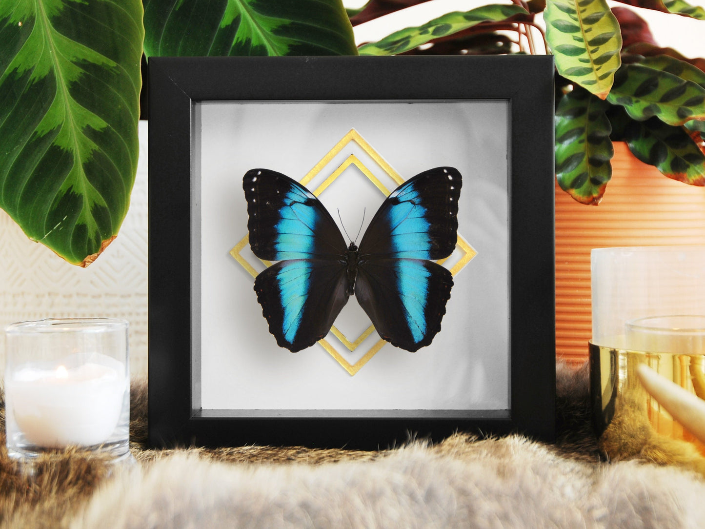 framed Morpho achilles butterfly art