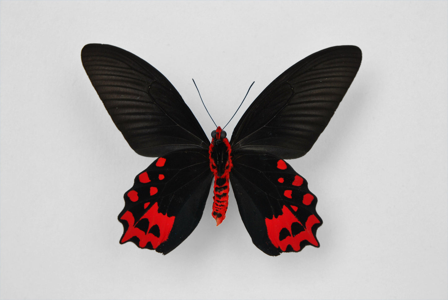 Framed vampire / black ballerina butterfly