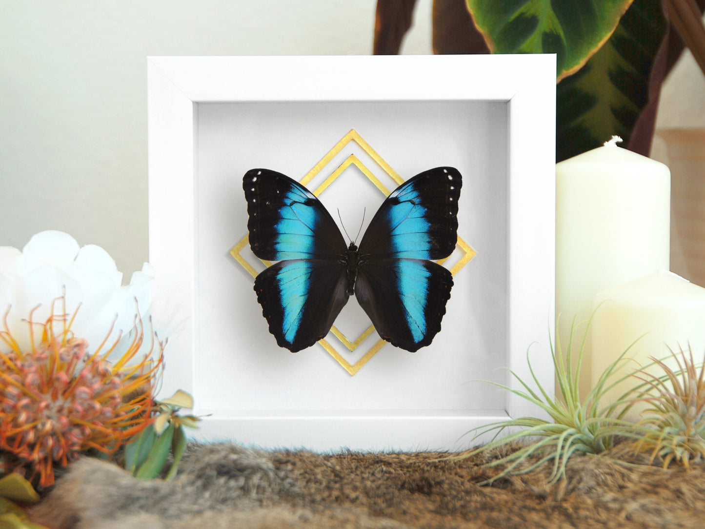 framed Morpho achilles butterfly wall art