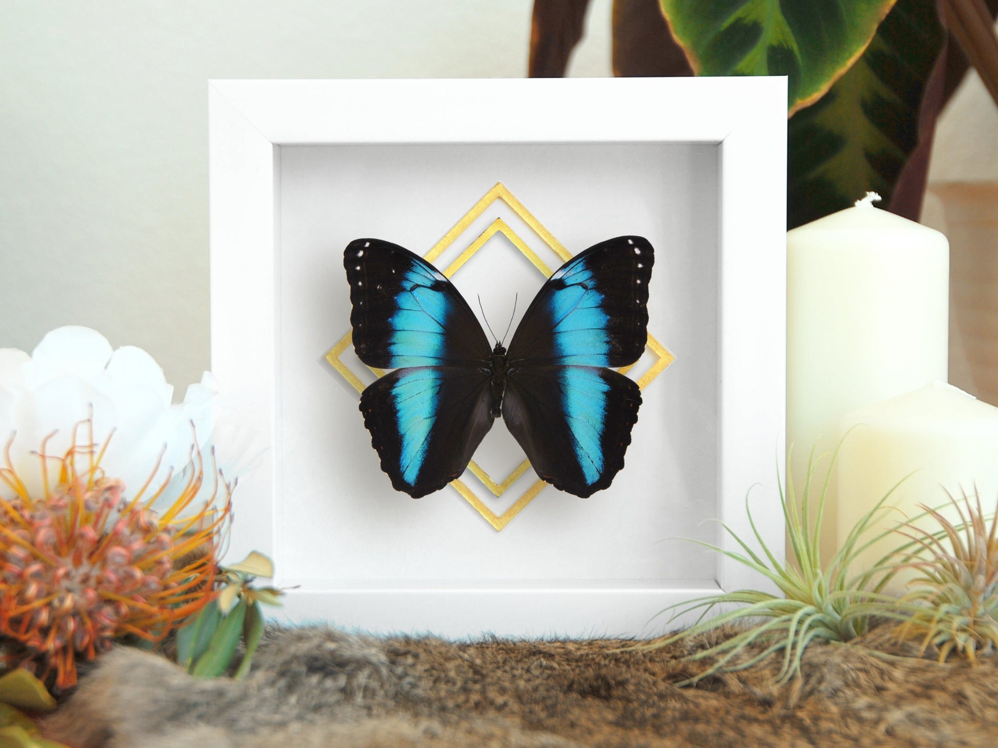 framed Morpho achilles butterfly wall art