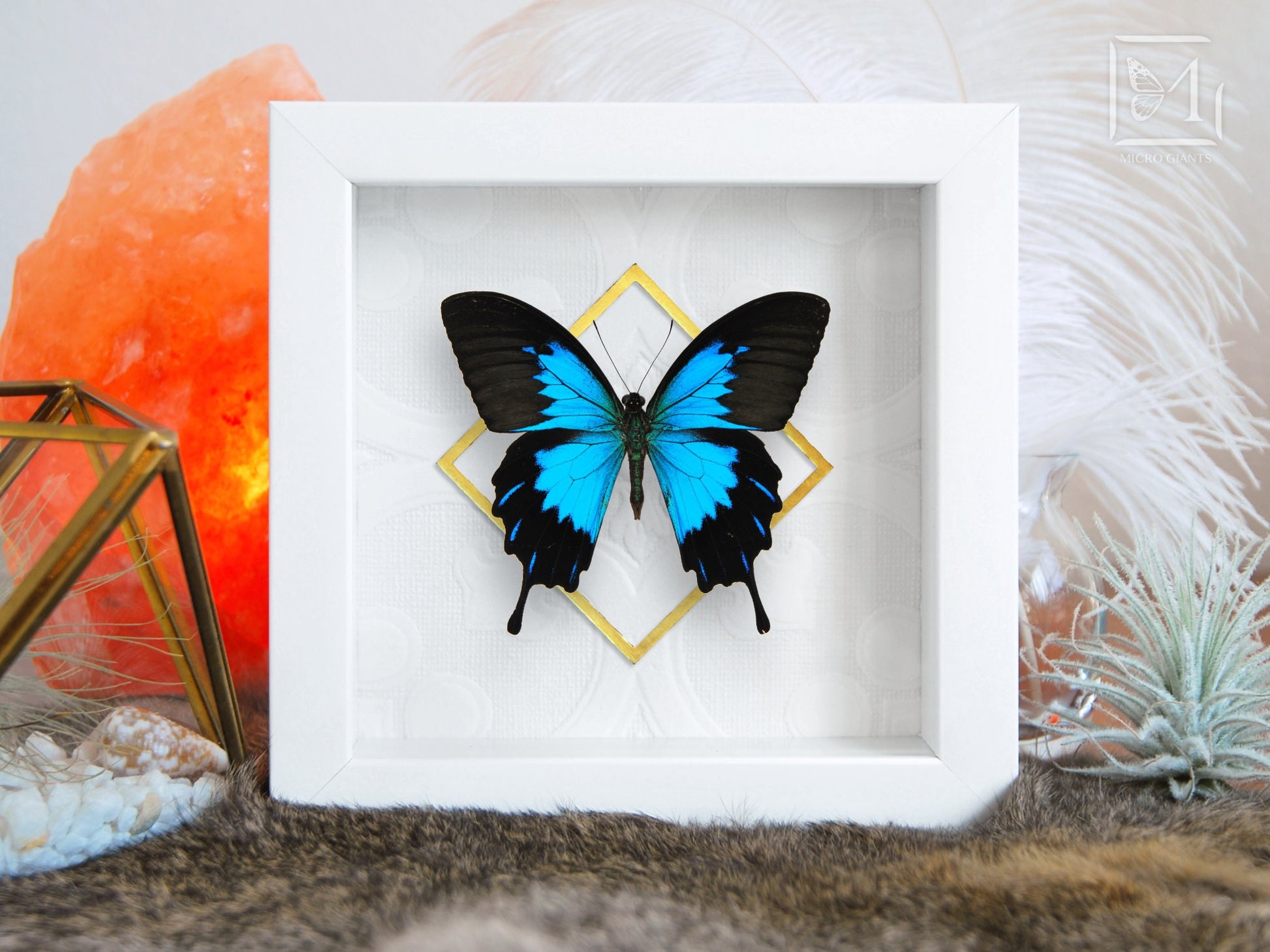 Mounted Papilio Ulysses telegonus butterfly