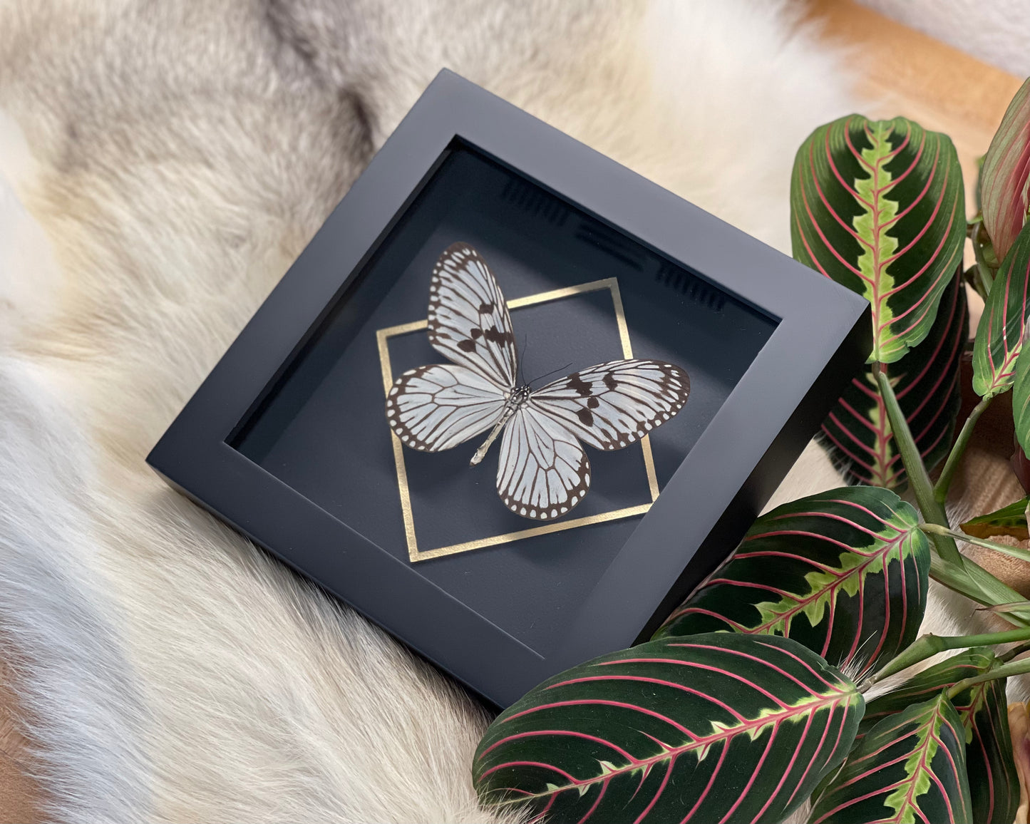 Deluxe framed Idea durvillei butterfly with golden line accent