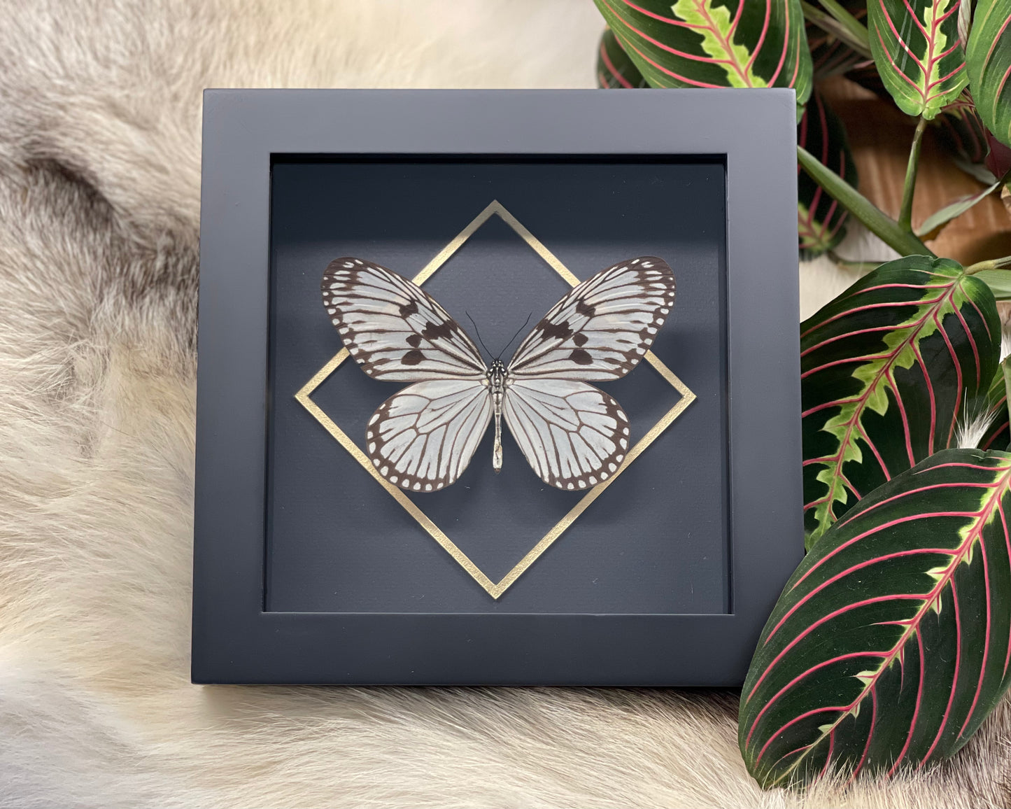 Deluxe framed Idea durvillei butterfly with golden line accent