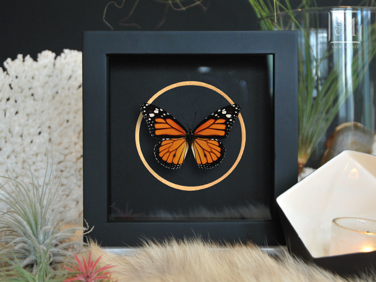 Framed Monarch butterfly with golden line
