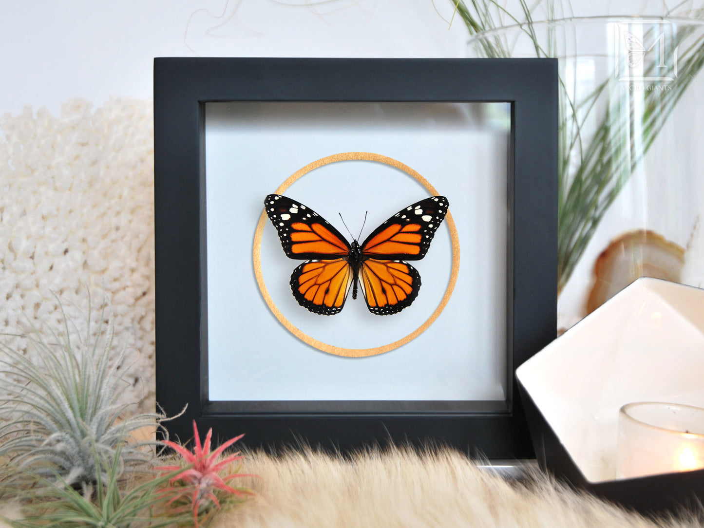 Framed Monarch butterfly with golden line