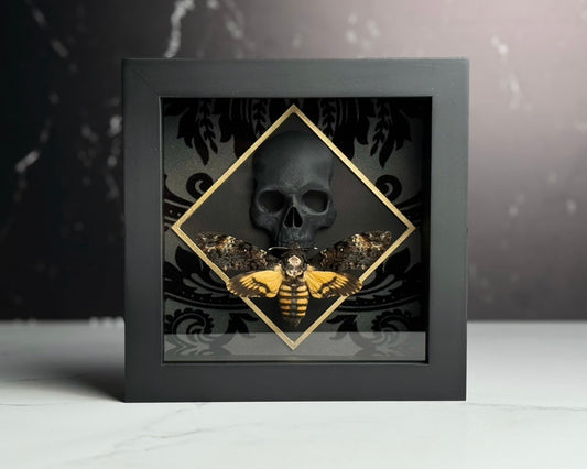 Framed Death's Head Moth on Skull