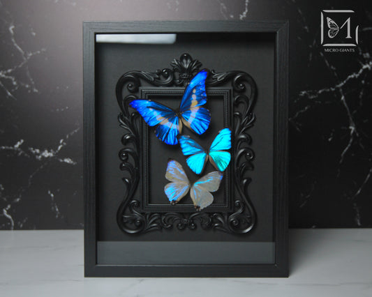 Deluxe framed Morpho butterflies
