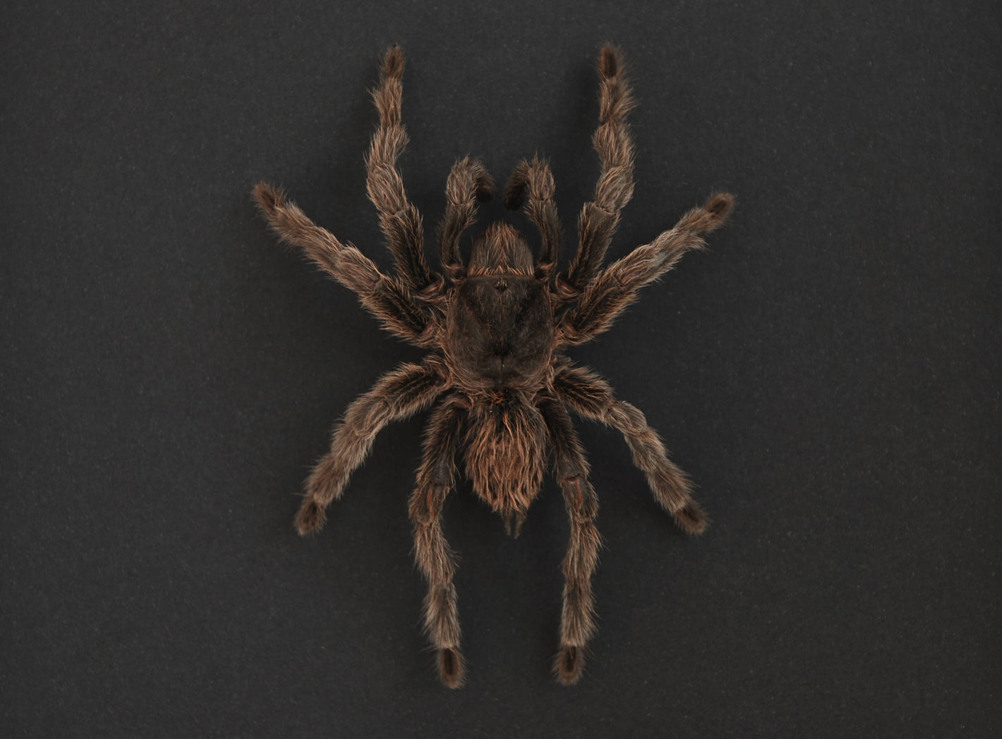 framed tarantula