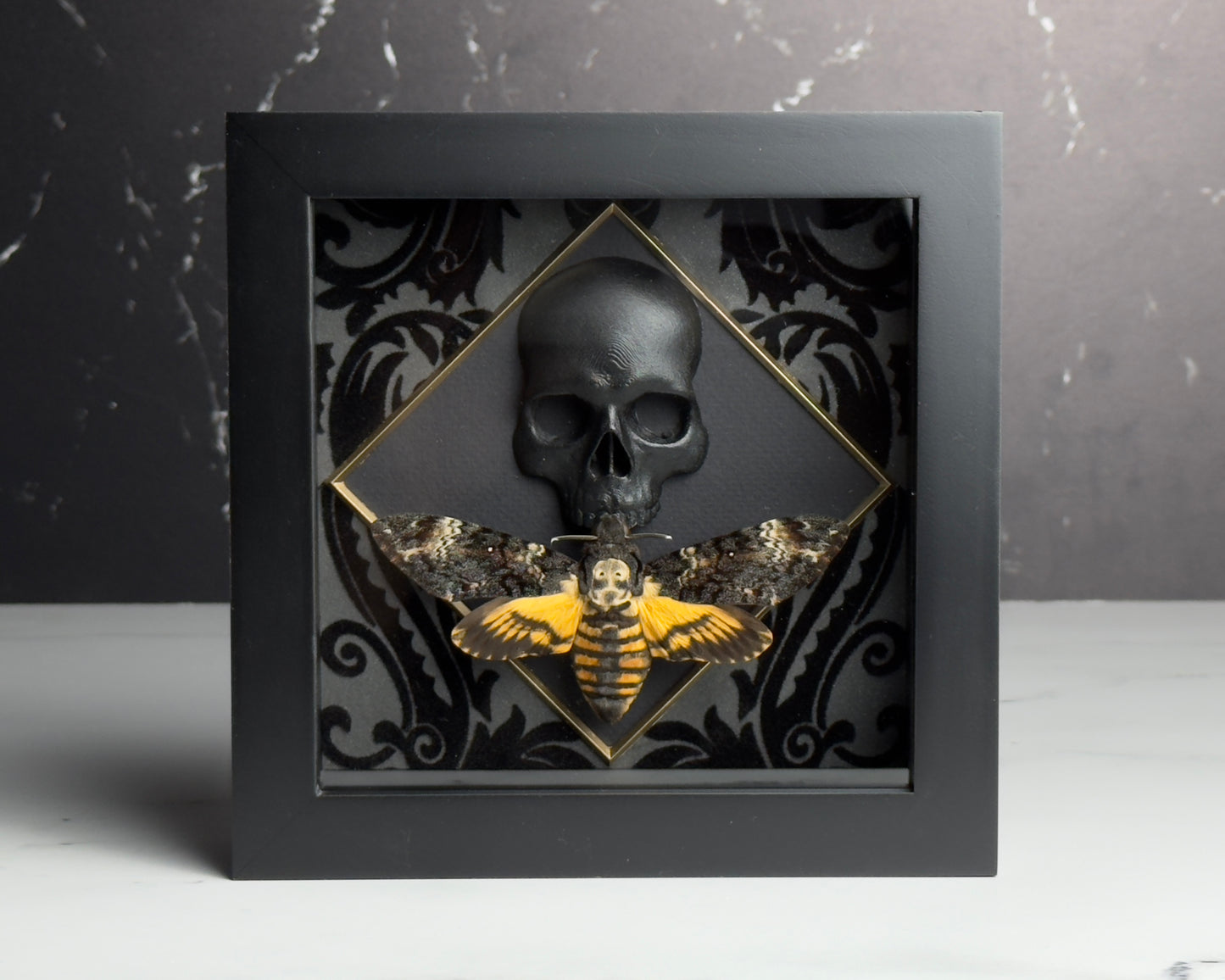 Framed Death's Head Moth on Skull