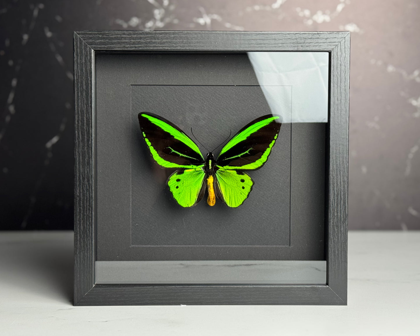 Framed Birdwing O priamus poseidon butterfly
