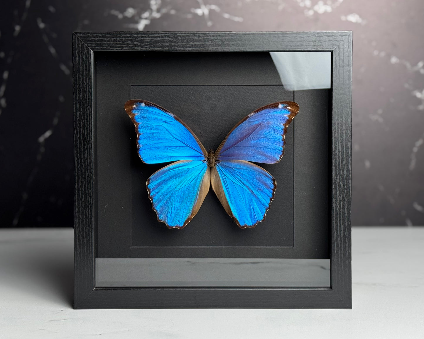 Morpho godartii didius butterfly framed art