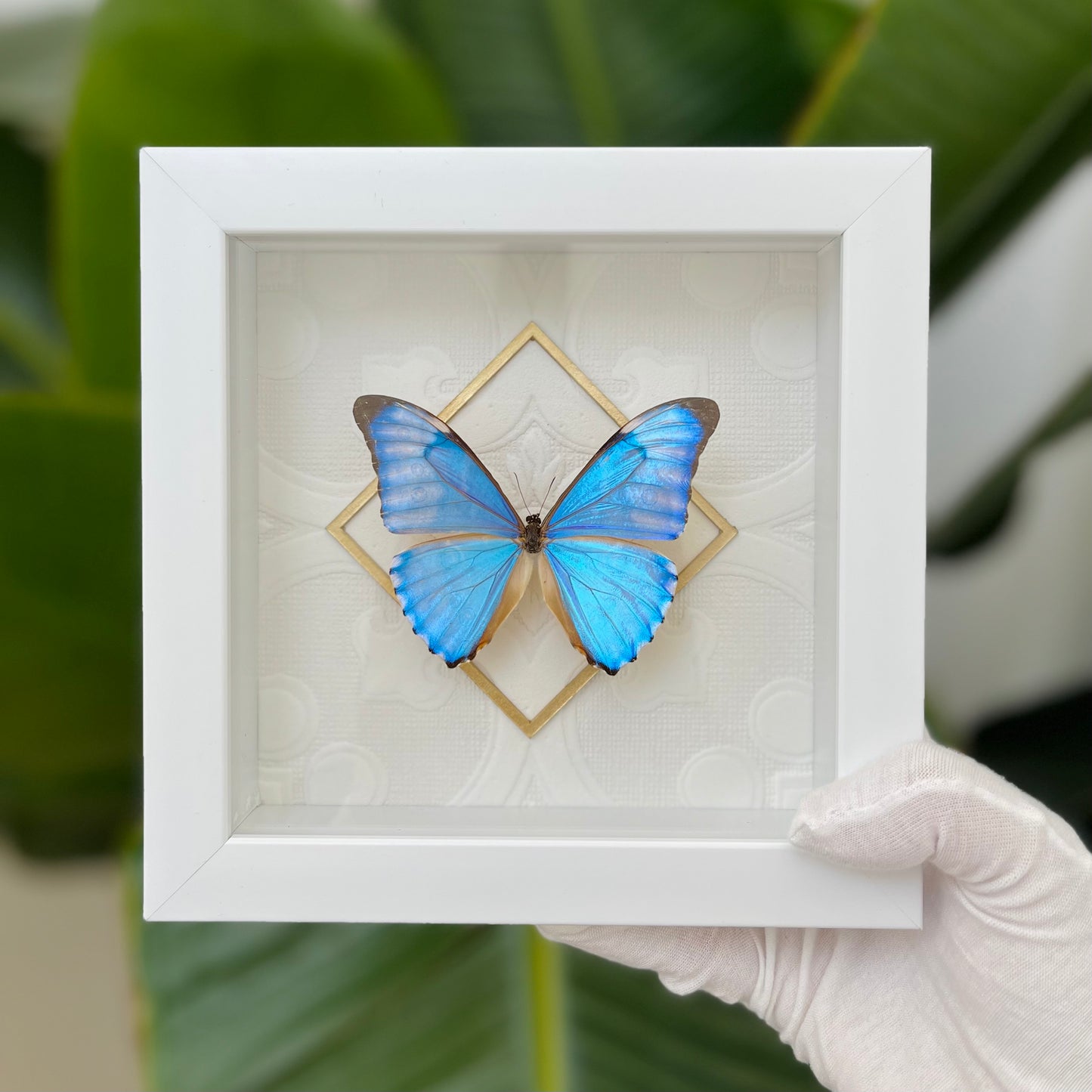 Deluxe framed Morpho aurora butterfly