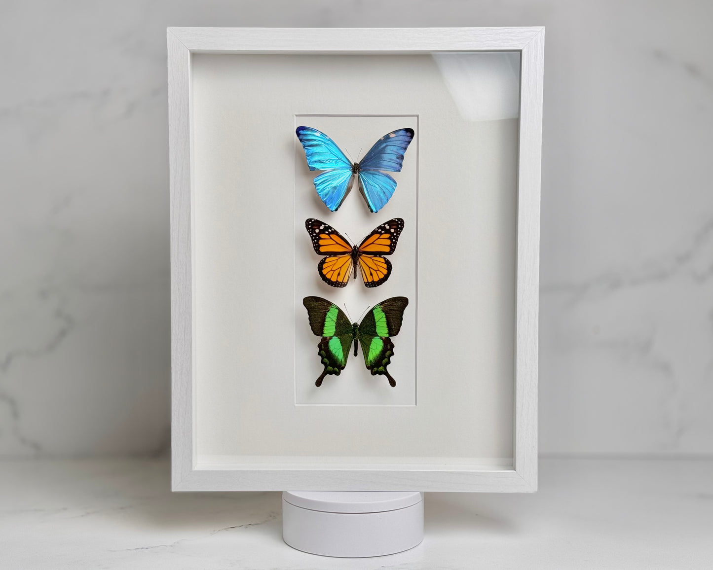 Premium framed Morpho Monarch Papilio butterflies combination