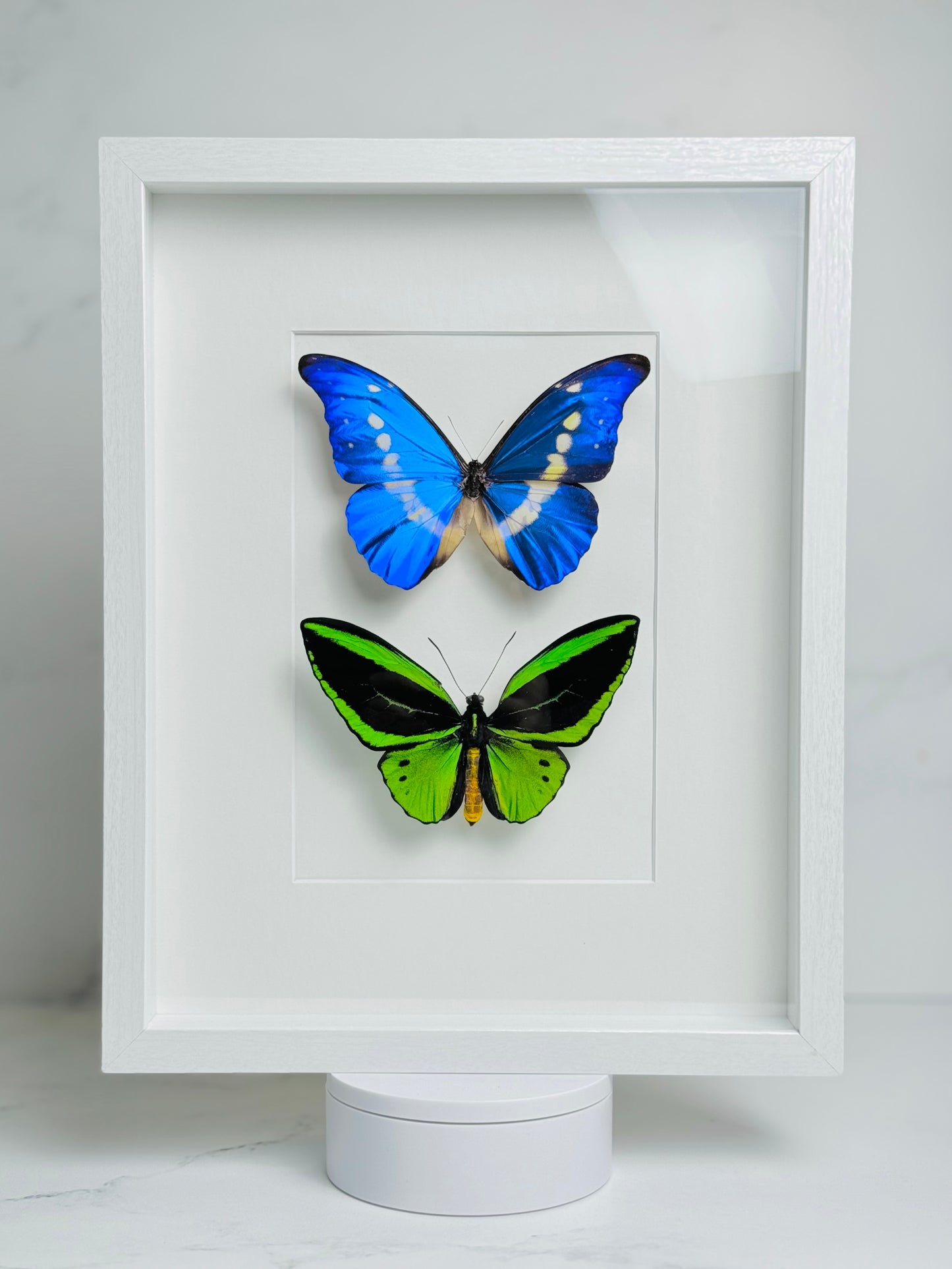 Framed Morpho helena and Northern birdwing butterfly