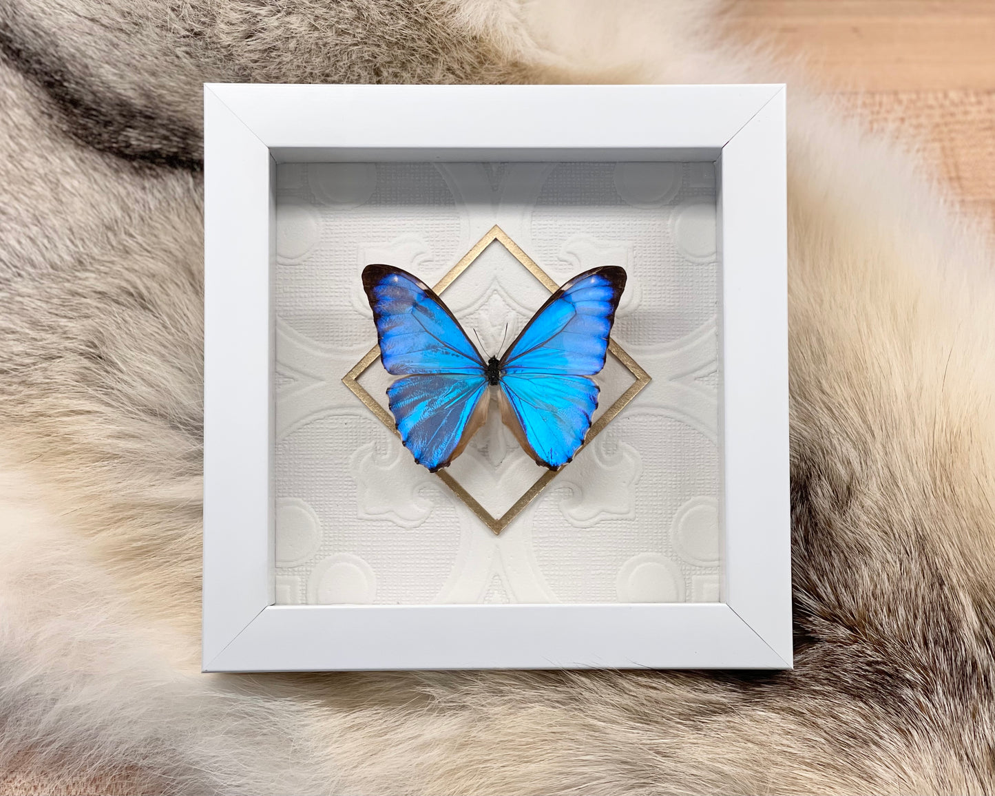 Deluxe framed Morpho aurora butterfly