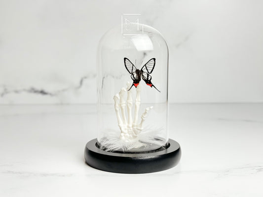 Glass wing butterfly on skeleton hand in Glass dome